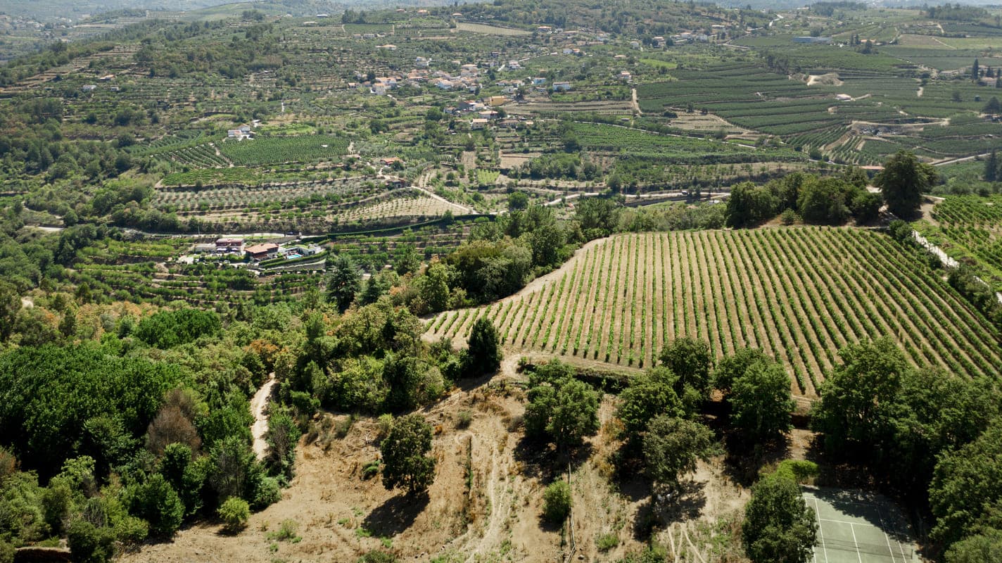 Vineyards in Apulia
